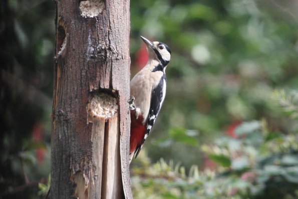 Great Spotted Woodpecker (female)