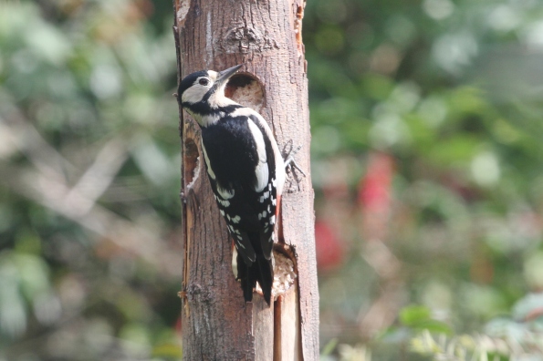 Great Spotted Woodpecker (female)