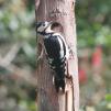 View the image: Great Spotted Woodpecker (female)