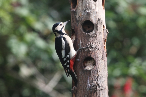Great Spotted Woodpecker (female)
