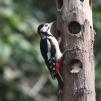 View the image: Great Spotted Woodpecker (female)