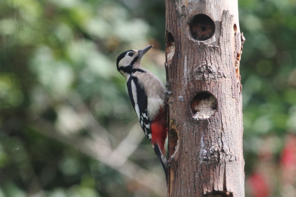 Great Spotted Woodpecker (female)