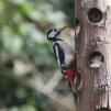 View the image: Great Spotted Woodpecker (female)