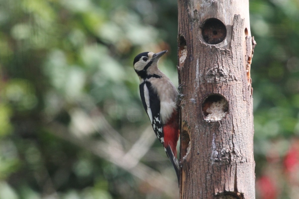 Great Spotted Woodpecker (female)