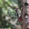 View the image: Great Spotted Woodpecker (female)