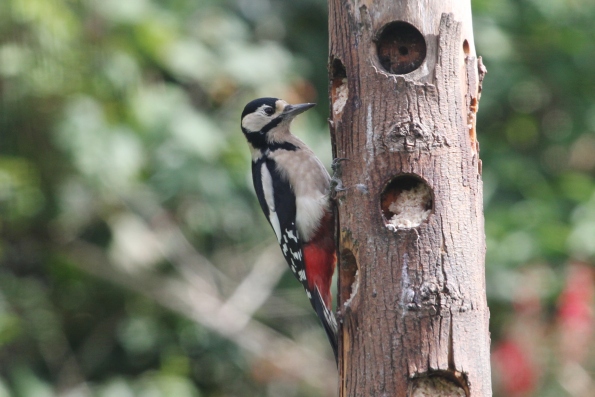 Great Spotted Woodpecker (female)