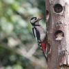 View the image: Great Spotted Woodpecker (female)