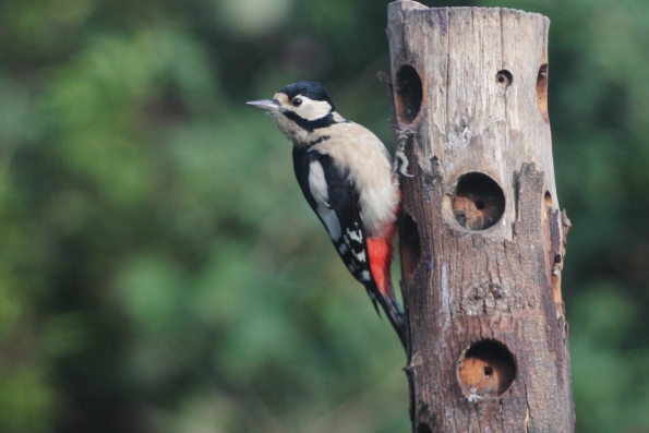 Great Spotted Woodpecker (female)