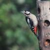 View the image: Great Spotted Woodpecker (female)