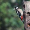 View the image: Great Spotted Woodpecker (female)