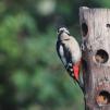 View the image: Great Spotted Woodpecker (female)