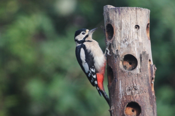 Great Spotted Woodpecker (female)