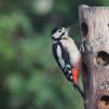 View the image: Great Spotted Woodpecker (female)