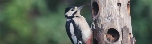 Great Spotted Woodpecker:
Great Spotted Woodpecker (female)