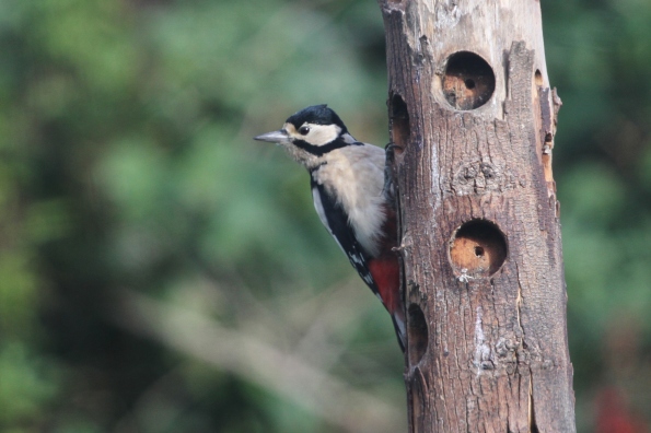 Great Spotted Woodpecker (female)