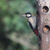 View the image: Great Spotted Woodpecker (female)