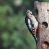 View the image: Great Spotted Woodpecker (female)