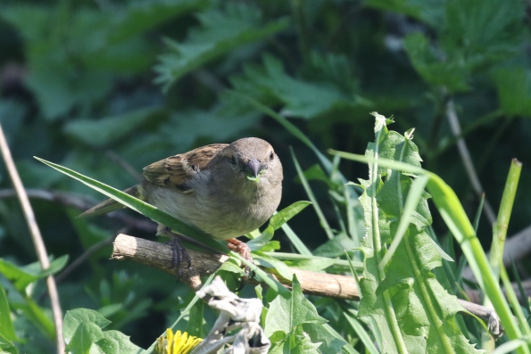 House Sparrow (f)