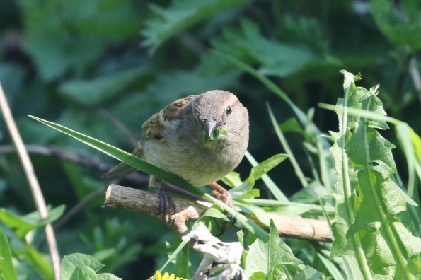 House Sparrow (f)