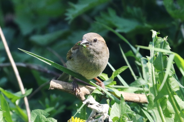 House Sparrow (f)