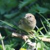 View the image: House Sparrow (f)