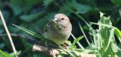 View the Album: House Sparrow
 3 images