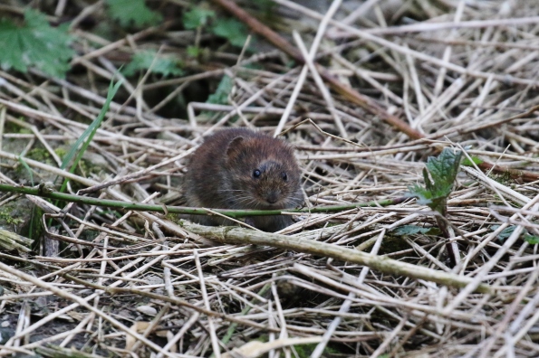 Bank Vole