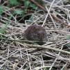 View the image: Bank Vole