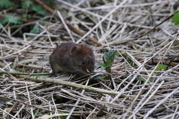 Bank Vole