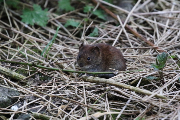 Bank Vole