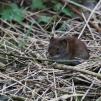 View the image: Bank Vole