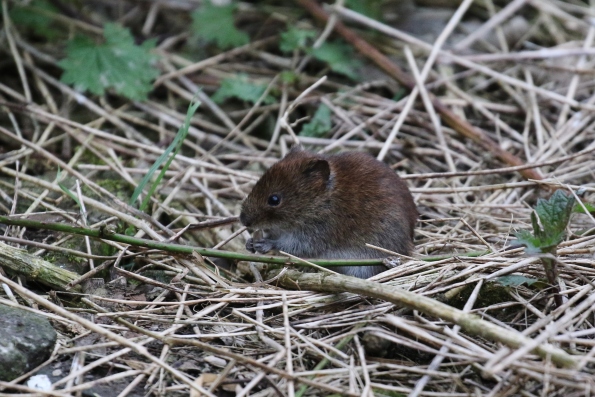 Bank Vole