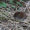 View the image: Bank Vole