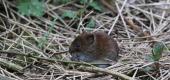 View the Album: Bank-Vole
 21 images