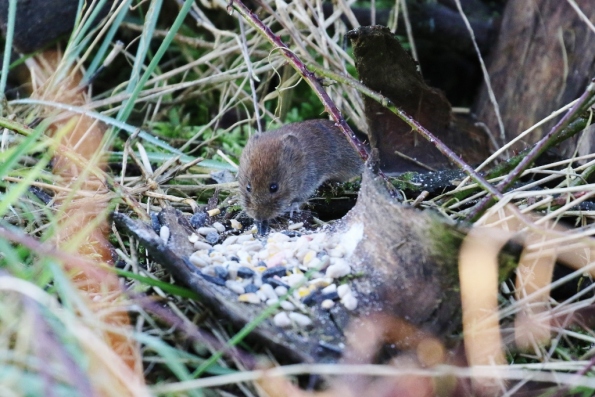 Bank Vole