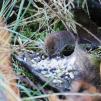 View the image: Bank Vole