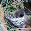 View the image: Bank Vole