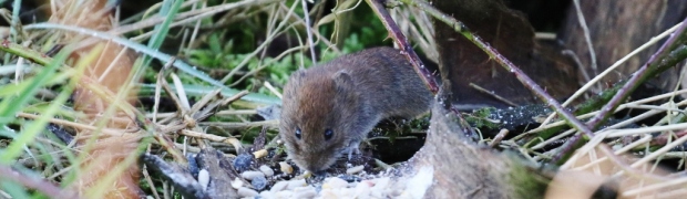 Bank-Vole:
Bank Vole