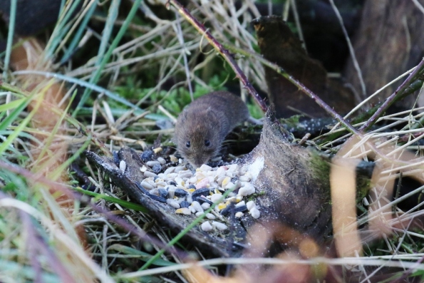 Bank Vole