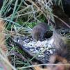 View the image: Bank Vole