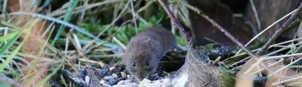 Bank-Vole:
Bank Vole
