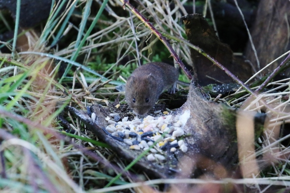 Bank Vole