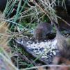 View the image: Bank Vole