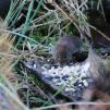 View the image: Bank Vole