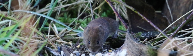 Kiveton Community Woodland:
Bank-Vole:
Bank Vole