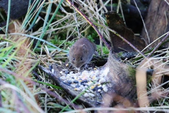 Bank Vole