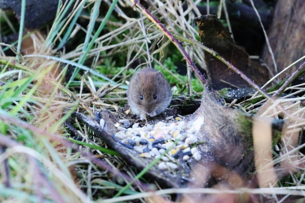 Bank Vole