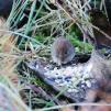 View the image: Bank Vole