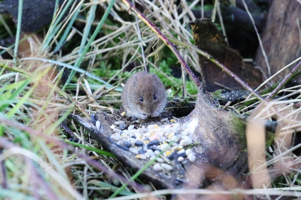 Bank Vole