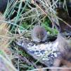 View the image: Bank Vole